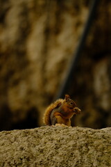 nature, road, mountain, greenery, plant, waterfall, bridge, animal, squirrel, cute, park, fur, tree, wild