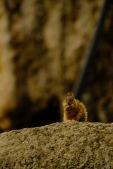 nature, road, mountain, greenery, plant, waterfall, bridge, animal, squirrel, cute, park, fur, tree, wild