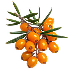 Fresh sea buckthorn berries on branch with green leaves, vibrant orange color for healthy food concepts, nature products, and herbal medicine uses Transparent background, PNG