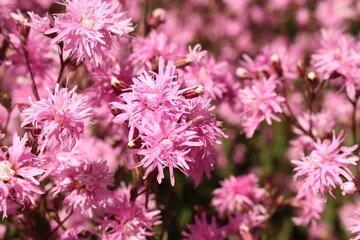 pink mist flower