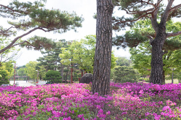 Orange azalea flowers bush,background with orange azalea,royal azalea,beautiful colorful flowers blooming in nature