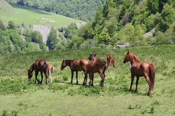 horses in the meadow