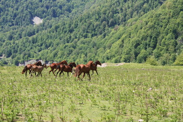horses in the meadow