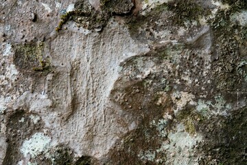 Close-up of Ancient Kauri Tree Bark – Textured Natural Armor