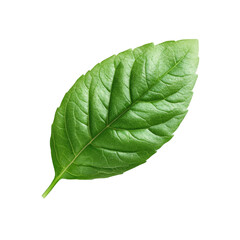 Obraz premium Close-up of a vibrant green leaf