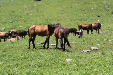 horses in the meadow