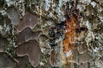 Close-up of Ancient Kauri Tree Bark – Textured Natural Armor