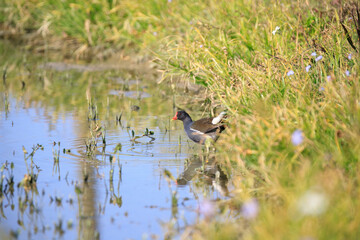 Common Moorhen Foraging in Shallow Water, Long Valley, Hong Kong