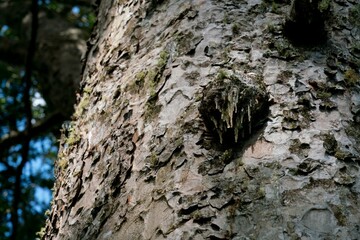 Close-up of Ancient Kauri Tree Bark – Textured Natural Armor