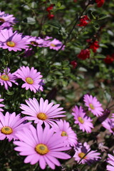 pink flowers in the garden