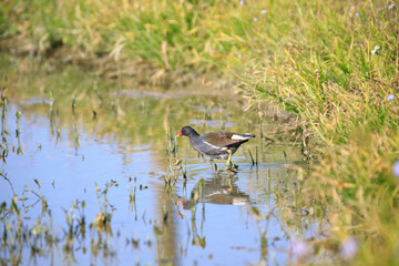 Common Moorhen Foraging in Shallow Water, Long Valley, Hong Kong
