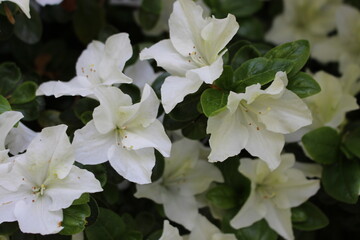 white flowers in the garden