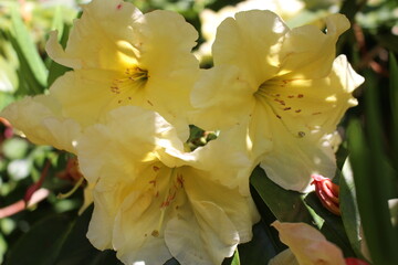 yellow rhododendron flower