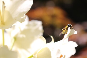 white flower and bee