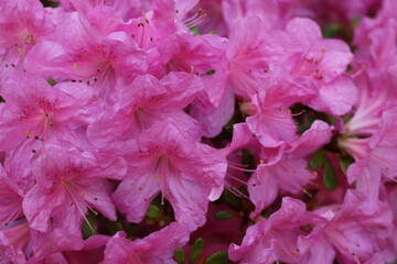 pink rhododendron flower