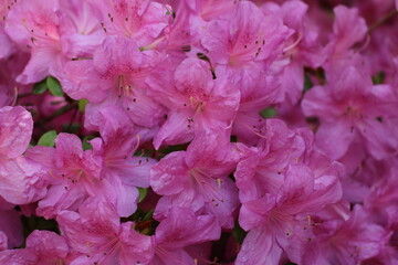 pink rhododendron flowers