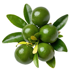 Fresh Green Oranges on a Branch Surrounded by Lush Green Leaves, Perfect for Healthy Lifestyle and Citrus Fruit Imagery in Culinary Arts and Nutrition Transparent background, PNG