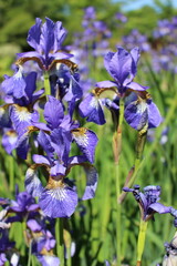 blue iris flower