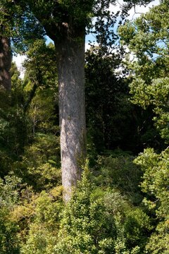 Giant Kauri Tree Trunk in the Lush New Zealand Forest