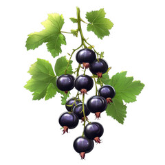 Fresh Blackcurrant Bunch with Green Leaves on White Background, Vibrant and Healthy Berries Perfect for Culinary and Nutritional Themes in Photography Transparent background, PNG