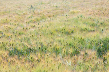 a view of the riverside where the green barley blooms