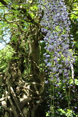 wisteria
