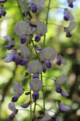 wisteria
