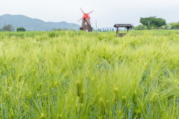 a view of the riverside where the green barley blooms