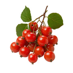 Fresh red berries with green leaves, organic fruit, nature's bounty, healthy snack, vibrant colors, perfect for various culinary creations and presentations Transparent background, PNG