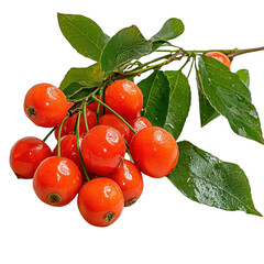 Fresh and Vibrant Red Berries on Green Leaves, Close-Up of Natural Bounty, Perfect for Healthy Eating and Culinary Uses in Vibrant Background Transparent background, PNG