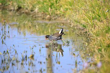 Common Moorhen Foraging in Shallow Water, Long Valley, Hong Kong