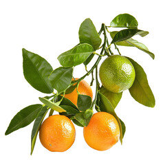 Fresh Citrus Fruits with Green and Orange Oranges Hanging from Branches Surrounded by Leaves in Bright Natural Light Setting Transparent background, PNG