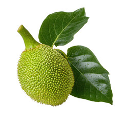 Fresh green jackfruit with spiky texture and green leaves on white background, showcasing unique...