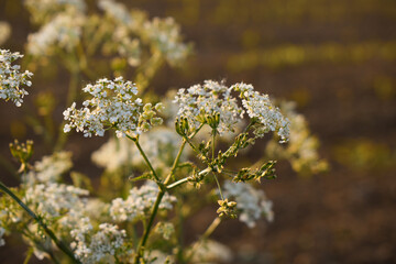 Fototapeta premium Cerfeuil (Anthriscus sylvestris) ou ou grande cigue (Conium maculatum L.) en plan rapproché avec une belle lumière du soir