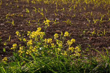 Moutarde sauvage poussant au bord d'un champ. Belles fleurs jaunes dans la lumière du soir