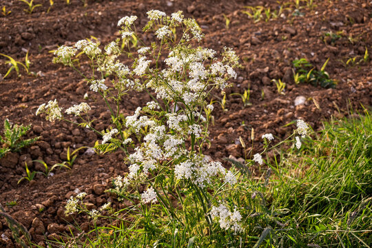 Cerfeuil (Anthriscus sylvestris) ou ou grande cigue (Conium maculatum L.) au bord d'une culture