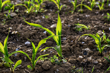 Plants de maïs en gros plan dans un champ, évoquant l'agriculture, l'alimentation des bovins, la production biologique, les engagements de marque et le climat. 
