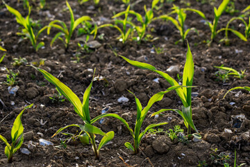 Plants de maïs en gros plan dans un champ, évoquant l'agriculture, l'alimentation des bovins, la production biologique, les engagements de marque et le climat. 