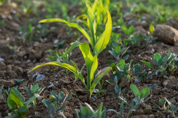 Gros plan sur de jeunes plants de maïs.