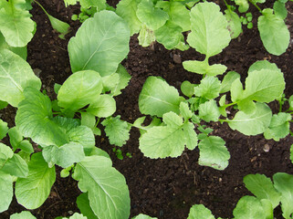 Green leaves of radish. Radish growing on seedbed in garden. Radish green leaf background. Natural green leaves texture. Self sustainability concept. Catch or forage crop. Green leaves cover.