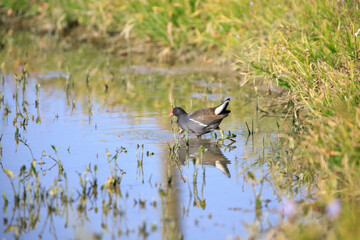 Common Moorhen Foraging in Shallow Water, Long Valley, Hong Kong