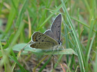 The sooty copper butterfly (Lycaena tityrus), male resting on a ribwort plantain leaf