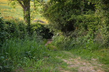 Un sentier en herbe s'enfonce entre les arbres, sur le sentier du Nordal et du Val d'Acquin (Acquin Westbécourt, Pas-de-Calais)