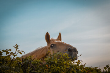 Un cheval palomino curieux passe la tête par dessus la haie avec une expression amusante et...