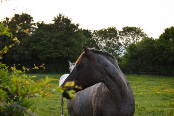 Un cheval arabe de profil dans un pré au coucher de soleil. Sur le sentier du Nordal et du Val d'Acquin (Acquin Westbécourt, Pas-de-Calais) © Sylvestra