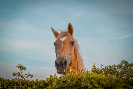 Un cheval palomino curieux passe la t&ecirc;te par dessus la haie avec une expression amusante et mignonne, vue du dessous en contre plong&eacute;e