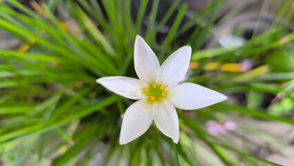 Fototapeta premium white crocus flower