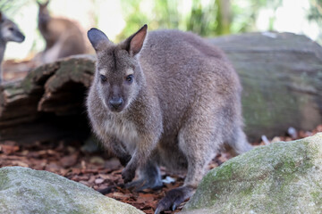 The Tammar Wallaby is small animal and cute in Australia