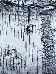 close-up background birch bark black and white. Pattern of the Silver Birch bark.