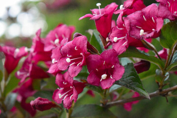 Gros plan sur des fleurs rose de Weigela, de jolies fleurs en clochette évoquant le printemps. Univers végétal et féminin. Cet arbuste ornemental apporte couleur et élégance aux parcs et jardins